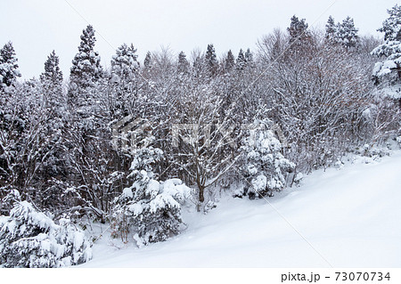 山の雪景色　冬　森林 73070734