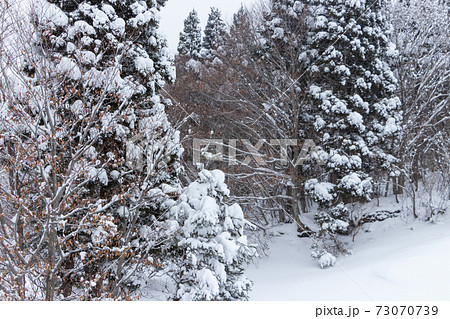 山の雪景色 冬 森林の写真素材