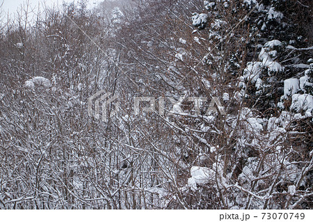 山の雪景色 冬 森林 山の雪景色 冬 森林 73070749