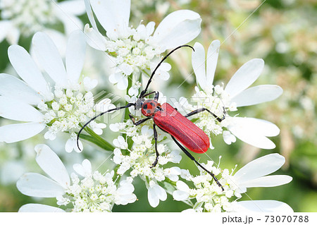 オルレアの花に止まるベニカミキリ オルレアの花に止まるベニカミキリ 73070788