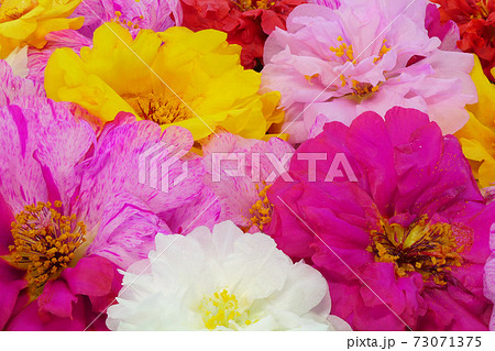 【マツバボタン】 (深度合成) 【マツバボタン】 (深度合成) 73071375