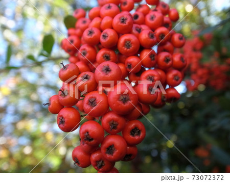 ピラカンサス 73072372