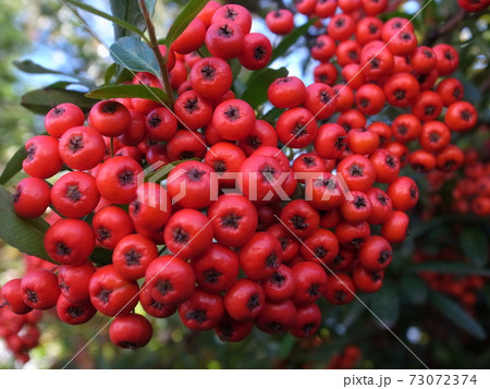 ピラカンサス 73072374