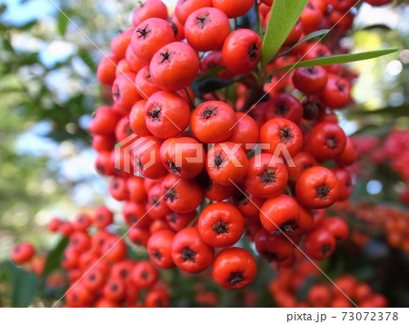 ピラカンサス 73072378