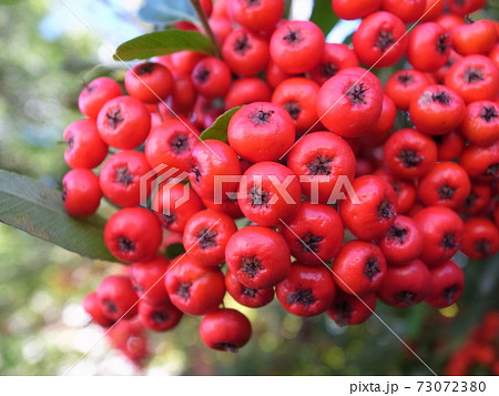 ピラカンサス 73072380