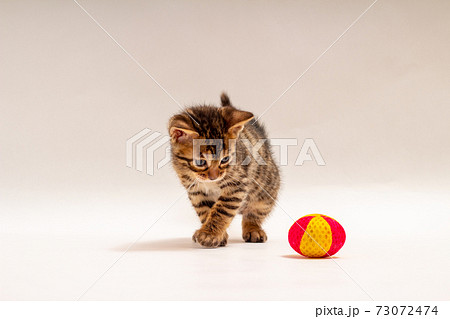 かわいい仕草の子猫 かわいい仕草の子猫 73072474