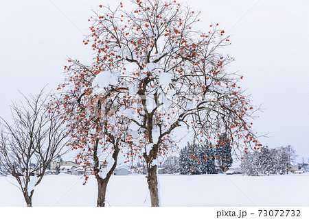 雪原の柿の木 73072732