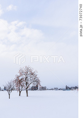 雪原の柿の木 73072740
