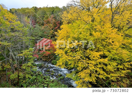 滝見橋から見たカツラの黄葉とカエデの紅葉のコラボ情景 阿寒湖 北海道の写真素材