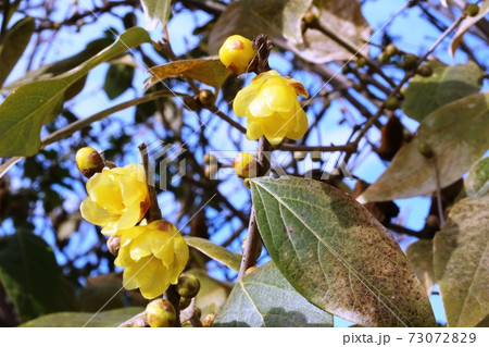 ロウバイ（蝋梅）咲き始め 73072829