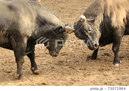 山古志村の牛の角突き3 73072864