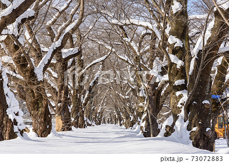 冬の桜並木 冬の桜並木 73072883