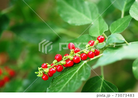 ピッカピカに光り輝く真っ赤なジュズサンゴ（数珠珊瑚）の実 73073483