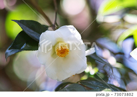 白いヤブツバキ一輪 白いヤブツバキ一輪 73073802