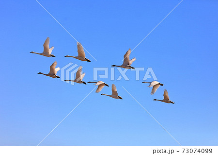 白鳥の隊列 白鳥の隊列 73074099