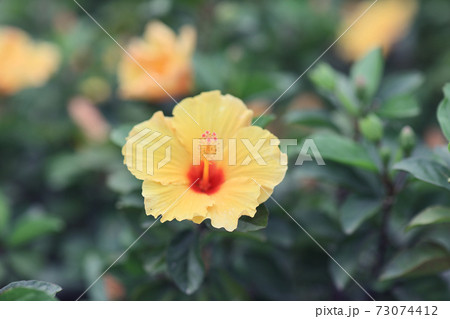 a Hibiscus flower with nature back ground 73074412