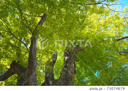 晴天の緑 73074679