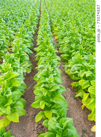 View of green tobacco plant in field at Chiang Rai,THAILAND.Tobacco plantations in Asia. 73074887
