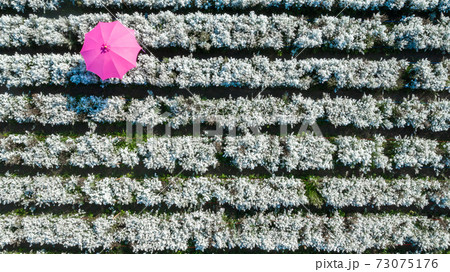 Aerial view margaret flower field with umbrella form above, Rows of Margaret or Marguerite flower, Aerial view beautiful pattern of marguerite flower bulb field, Thailand. 73075176
