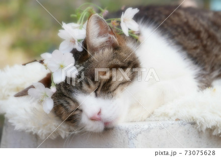 桜の花びらをつけて昼寝する猫 桜の花びらをつけて昼寝する猫 73075628