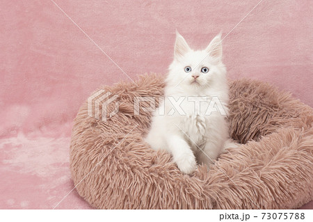 フカフカの猫ベッドに入ったメインクーンの白い仔猫 フカフカの猫ベッドに入ったメインクーンの白い仔猫 73075788