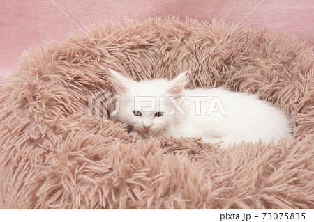 フカフカの猫ベッドに入った白いメインクーンの子猫 73075835