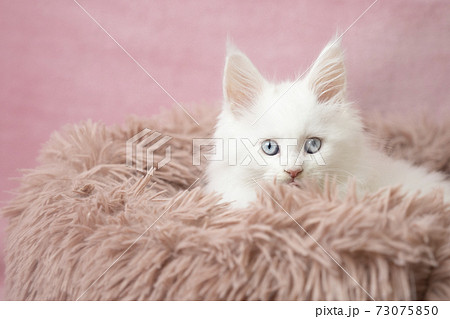 フカフカの猫ベッドに入ったメインクーンの白い仔猫 73075850