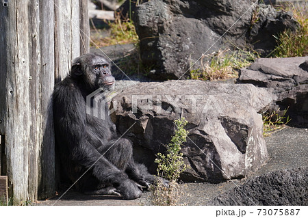 伊豆シャボテン公園の島の中でリラックスして座っている