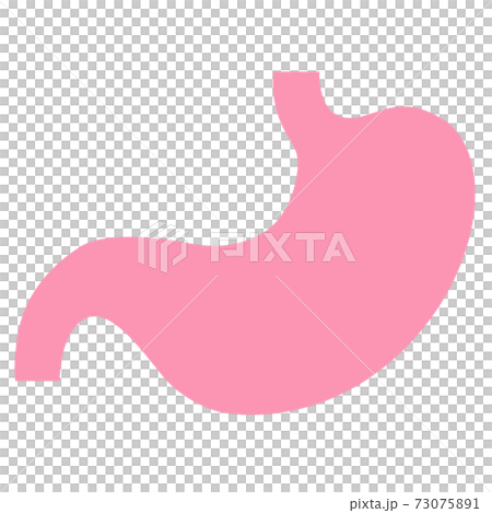 Organ: stomach 73075891