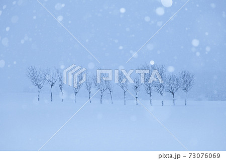 新潟県小千谷市池ヶ原の雪化粧したはさ木 73076069