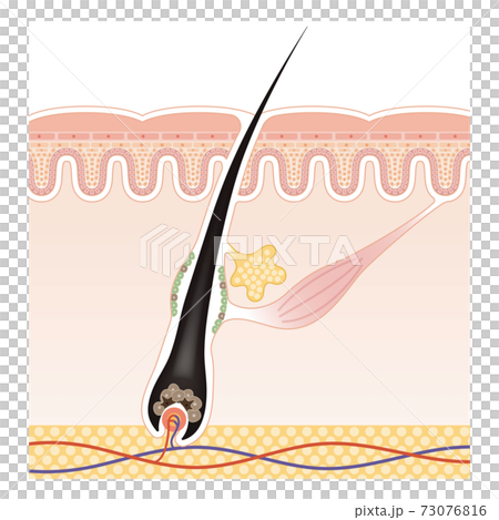 skin, scalp, female 73076816