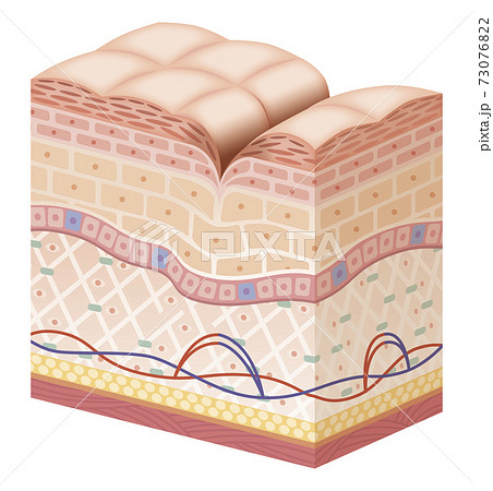 Cross section of the skin 8 No commentary Cross section of the skin 8 No commentary 73076822