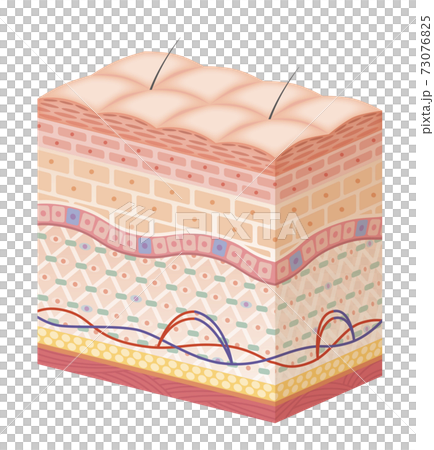 skin, skinned, female 73076825