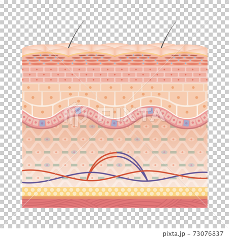 skin, skinned, vector 73076837