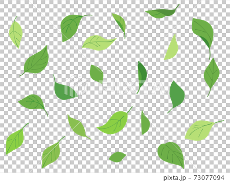 Leaf 5 fresh green 73077094