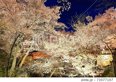 長野県 高遠城址の夜桜の写真素材