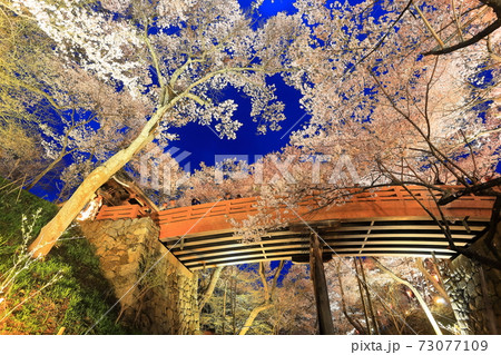 【長野県】高遠城址の夜桜 73077109