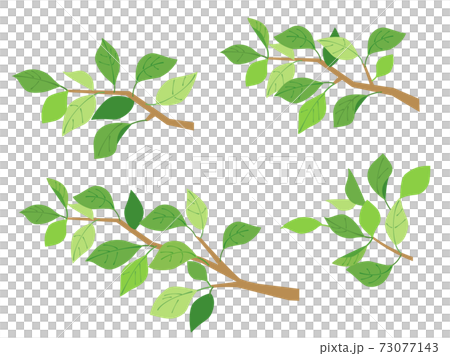 Leaf 7 fresh green green branch set multiple Leaf 7 fresh green green branch set multiple 73077143