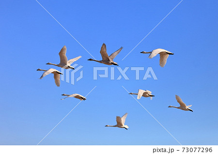 白鳥の隊列 73077296