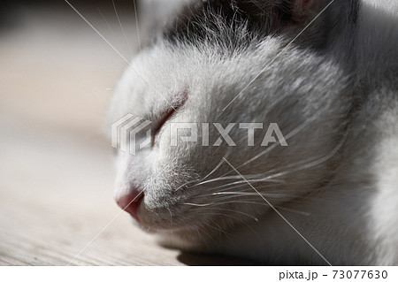 猫の寝顔の写真素材