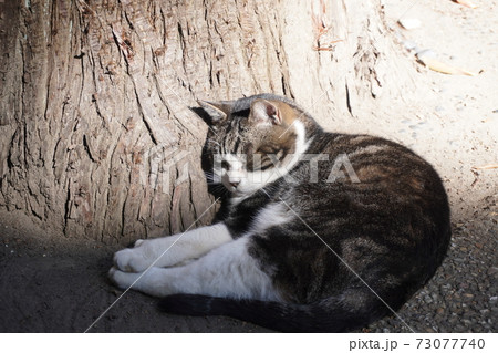 北鎌倉にある円覚寺の入り口の木の下で気持ちよさそうに眠る猫の写真素材