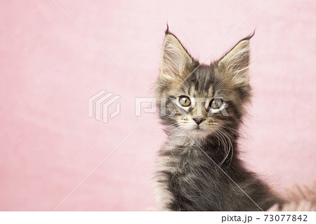 メインクーンの子猫のバストアップの写真素材