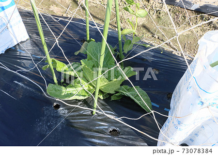 白菜のひとり生え 73078384