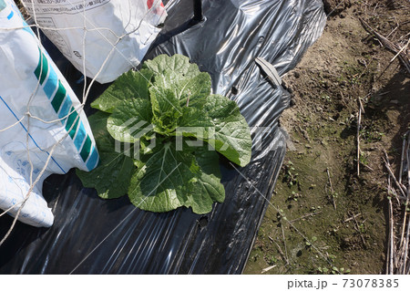 白菜のひとり生え 73078385