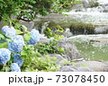 アジサイと渓流 73078450