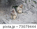 猿山 73079444