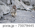 猿山 73079445