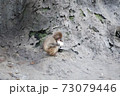 猿山 73079446