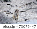 猿山 73079447