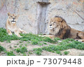 ライオン夫婦 73079448
